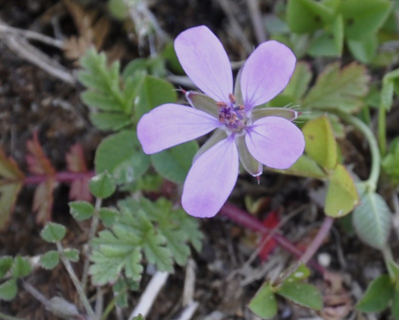 Image of genus Erodium specimen.