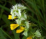 Melampyrum nemorosum. Соцветие (аномалия - белолистная форма). Московская обл., Раменский р-н, окр. ж.-д. платформы Хрипань, просека под ЛЭП. 09.07.2016.