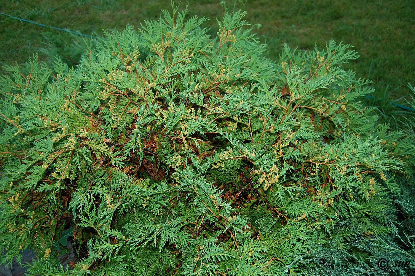 Image of Thuja occidentalis specimen.