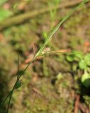 Juncus ambiguus