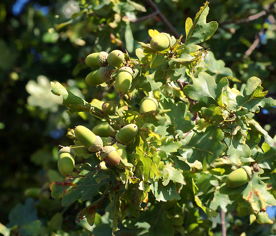 Изображение особи Quercus robur.