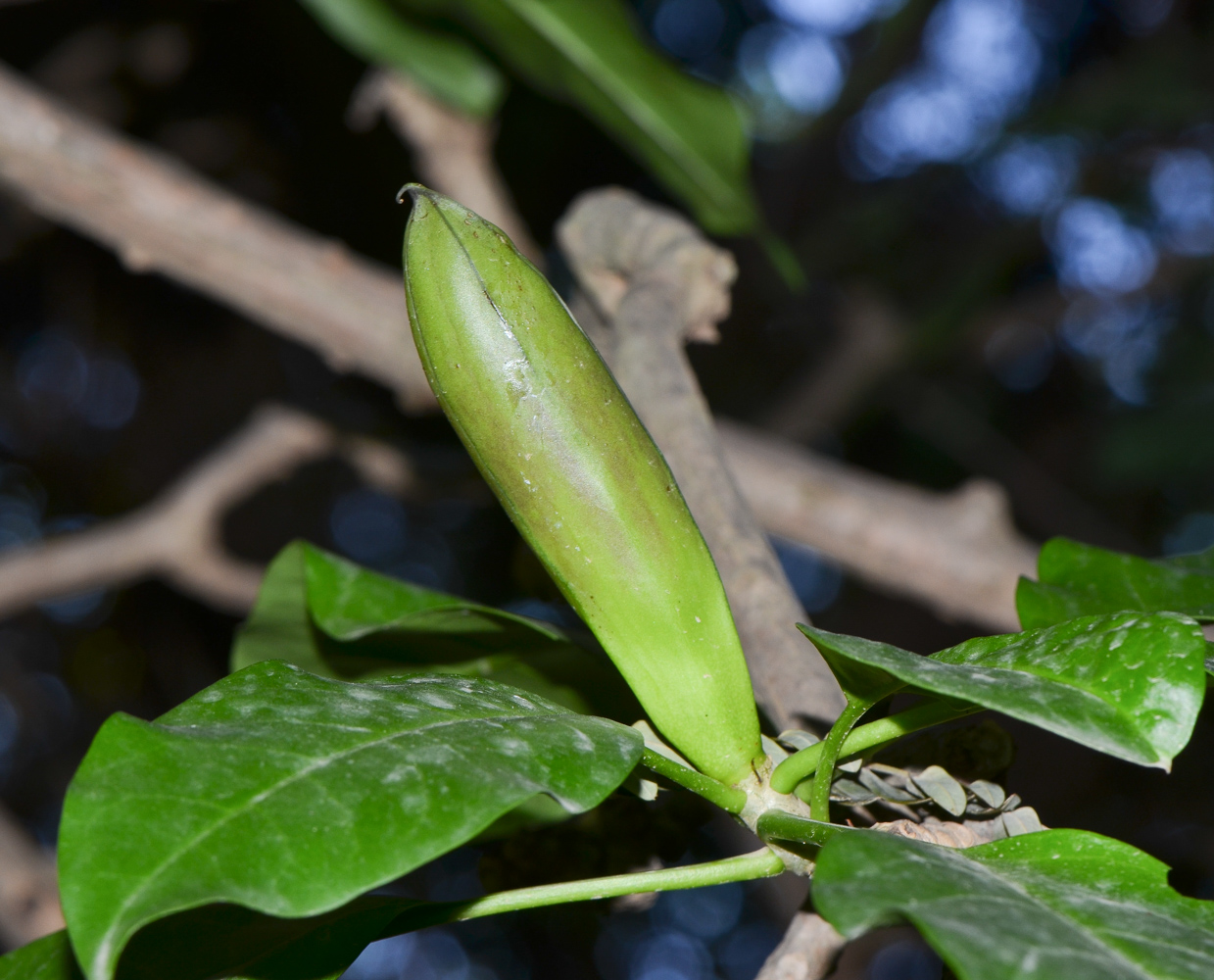 Image of Solandra maxima specimen.