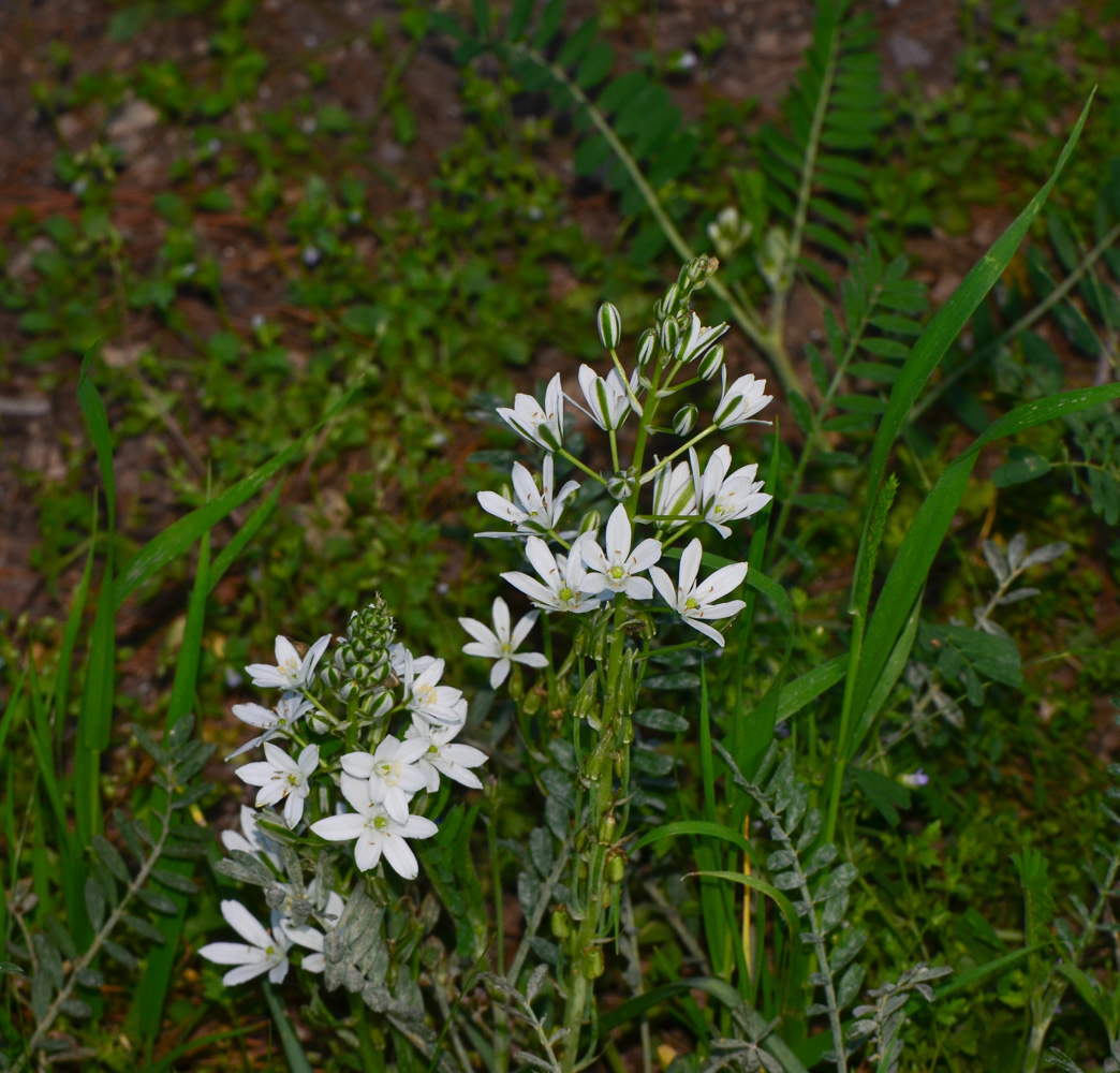 Изображение особи Ornithogalum narbonense.