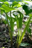 Arisaema amurense