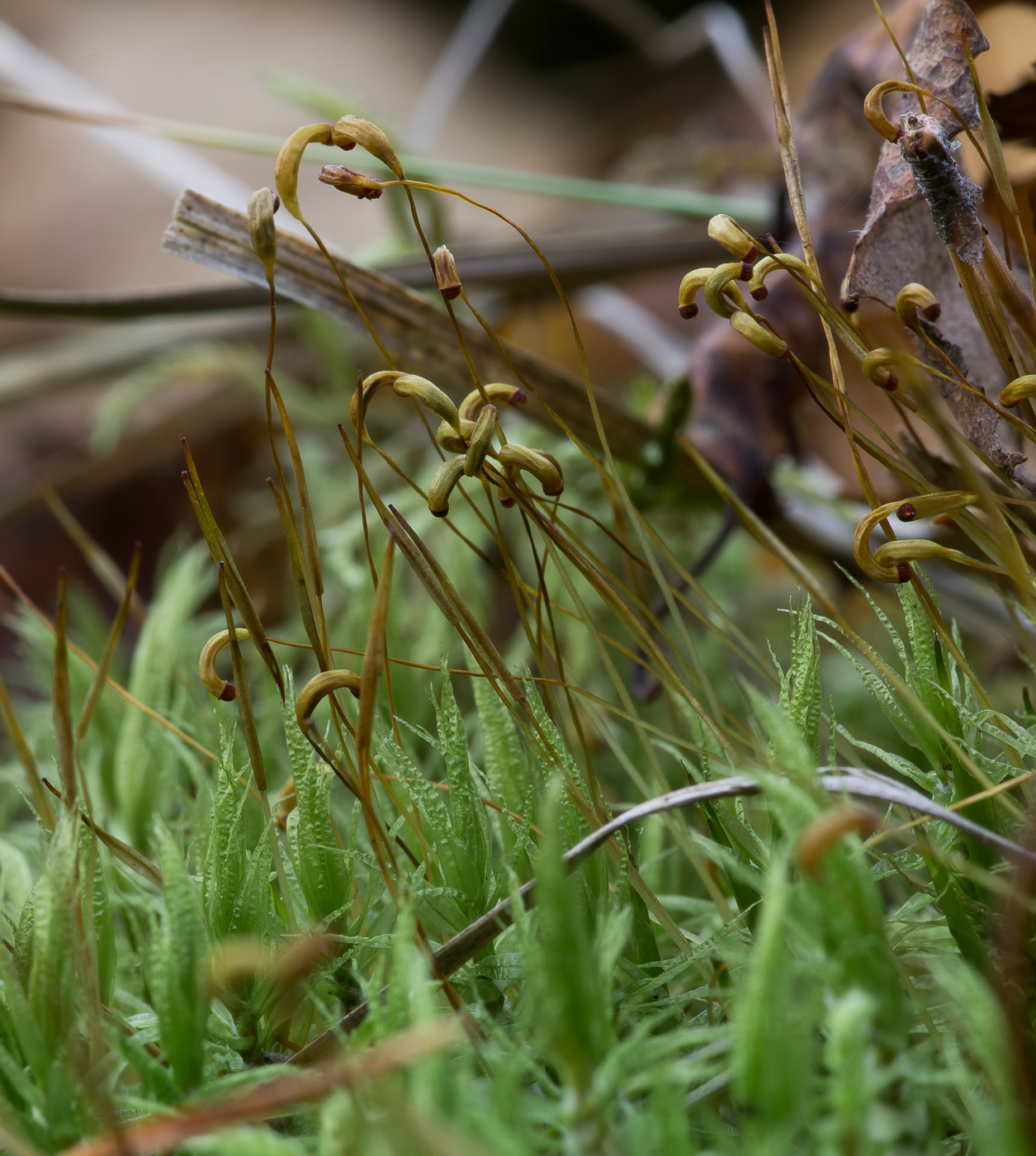 Image of Dicranum polysetum specimen.