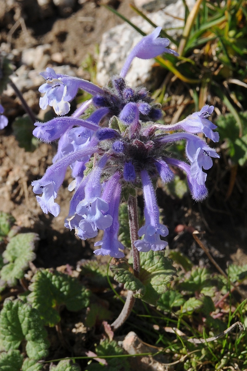 Image of Dracocephalum laniflorum specimen.