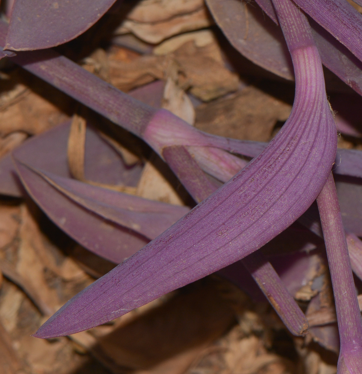 Image of Tradescantia pallida specimen.