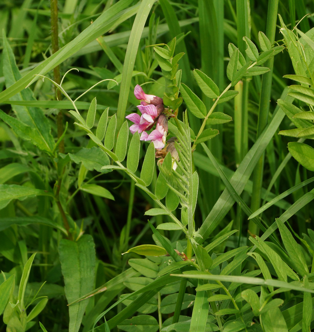 Image of Vicia sepium specimen.