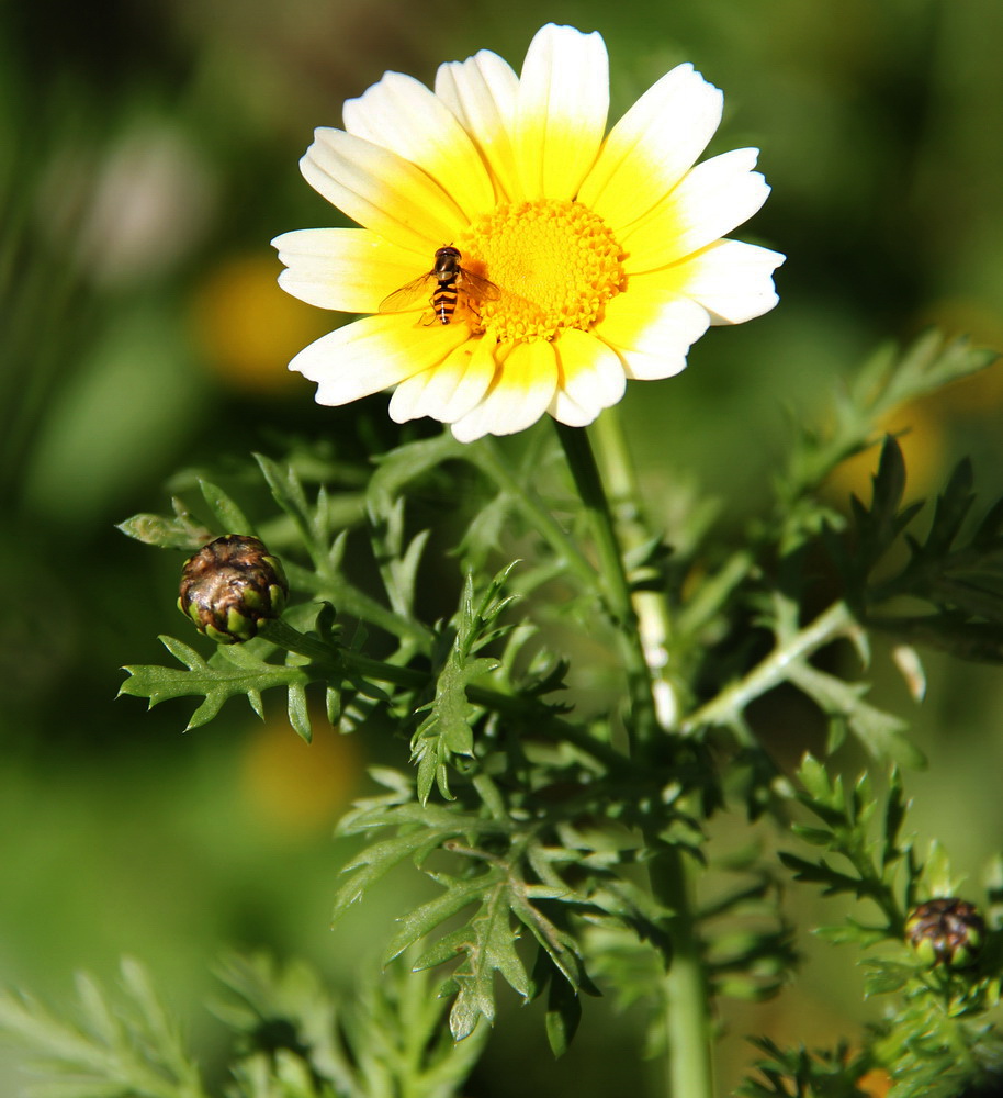 Image of Glebionis coronaria specimen.