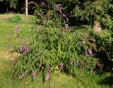 Buddleja davidii. Цветущее растение. Восточный Казахстан, г. Усть-Каменогорск, парк Жастар, в культуре. 03.09.2016.