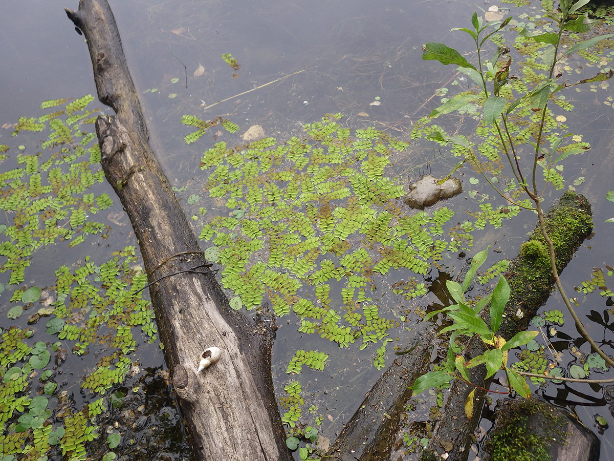 Image of Salvinia natans specimen.