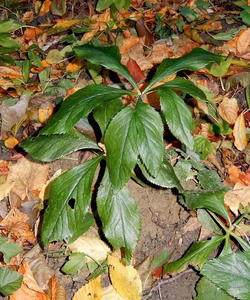 Image of Helleborus caucasicus specimen.