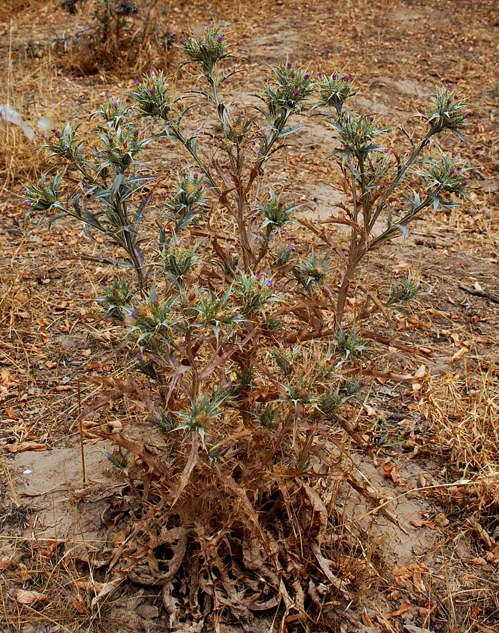 Image of Picnomon acarna specimen.