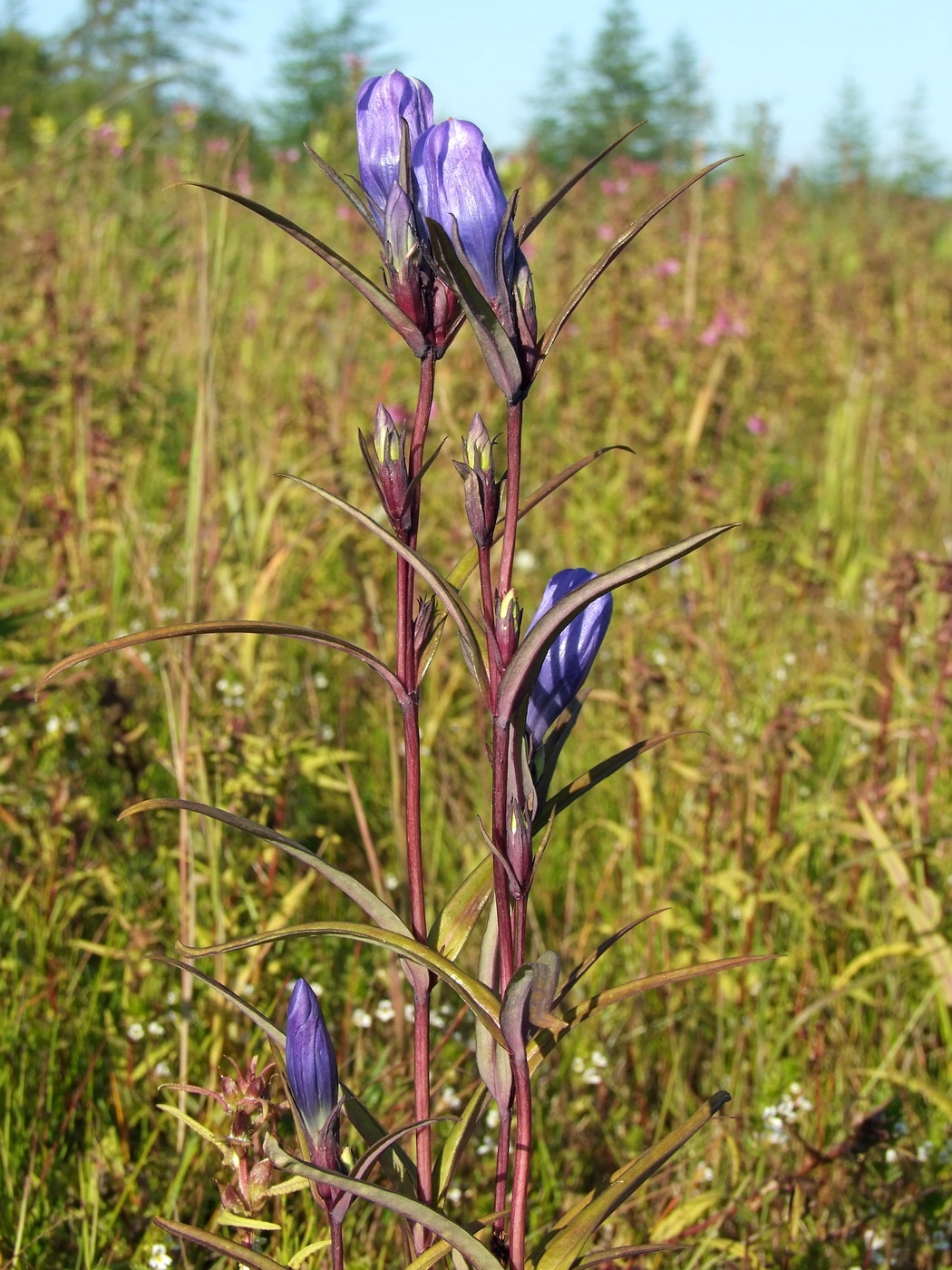 Изображение особи Gentiana triflora.