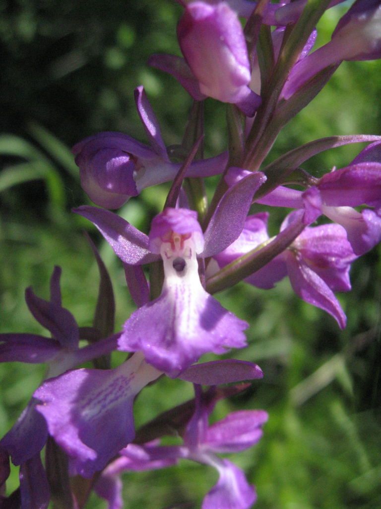 Изображение особи Anacamptis laxiflora ssp. elegans.