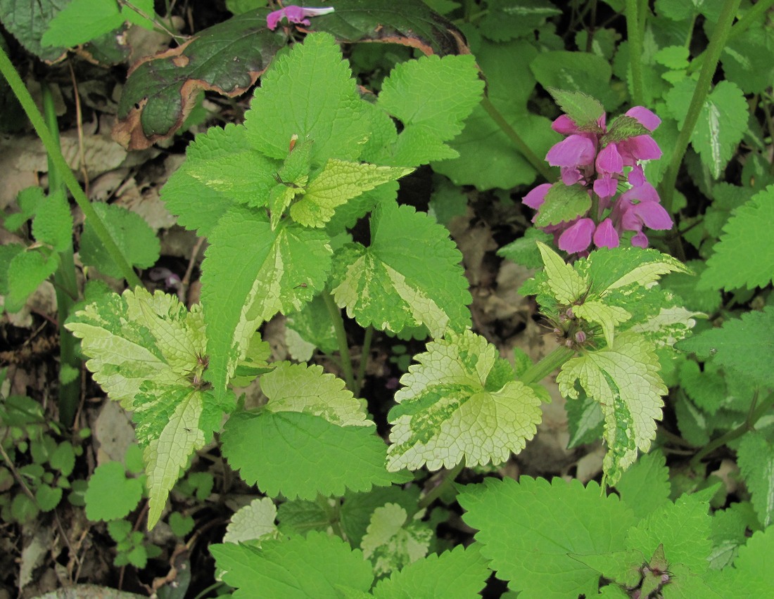 Изображение особи Lamium maculatum.