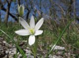 Ornithogalum woronowii. Цветок. Краснодарский край, м/о г. Новороссийск, гора Рябкова, каменистая россыпь в скальнодубово-грабинниковом редколесье на южном склоне, ≈ 500 м н.у.м. 16.04.2017.