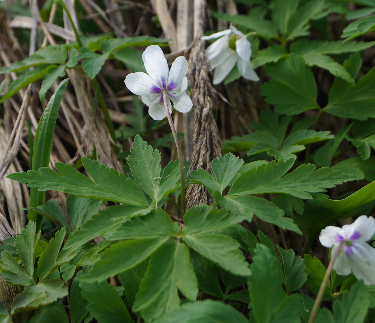 Image of Anemone altaica specimen.