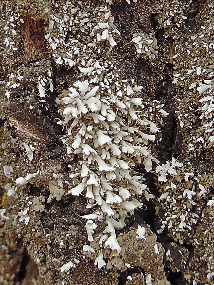 Image of Physcia adscendens specimen.