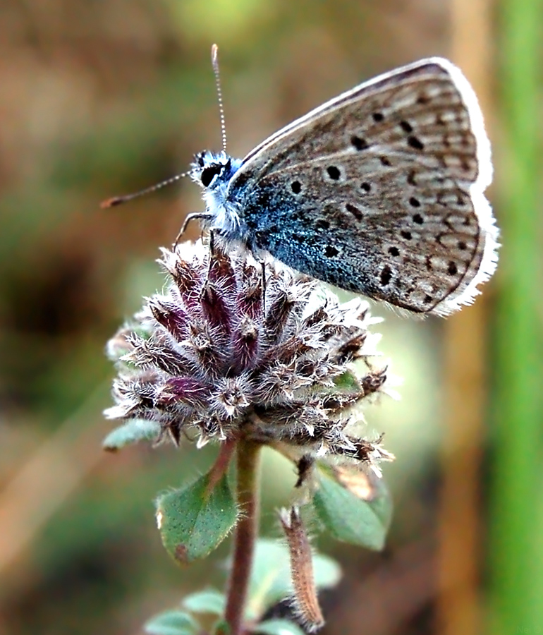 Image of Ziziphora clinopodioides specimen.