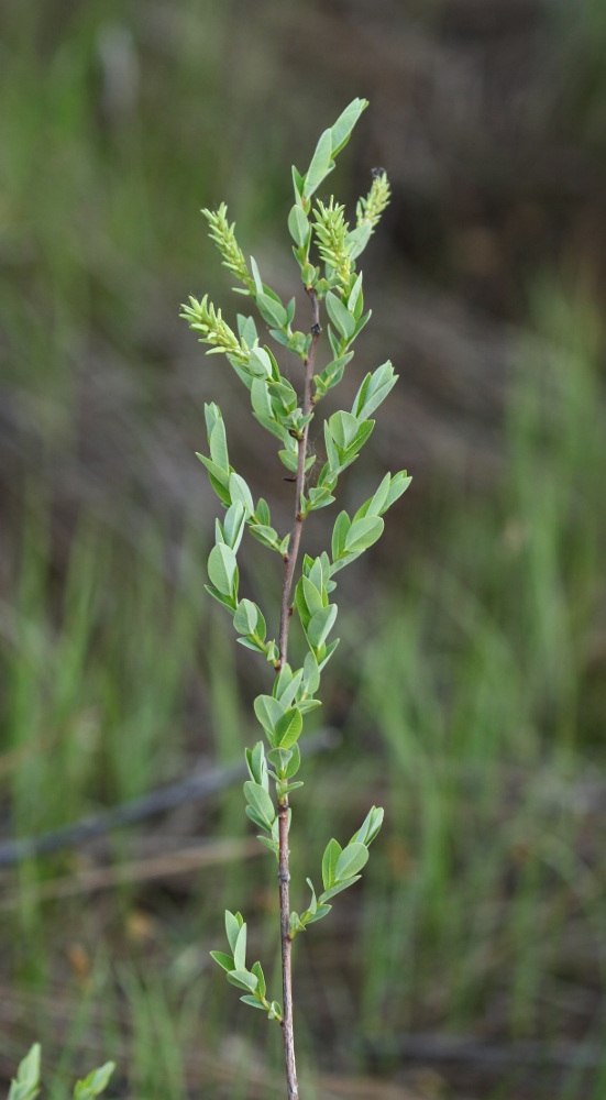 Изображение особи Salix myrtilloides.