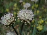 Allium pseudostrictum