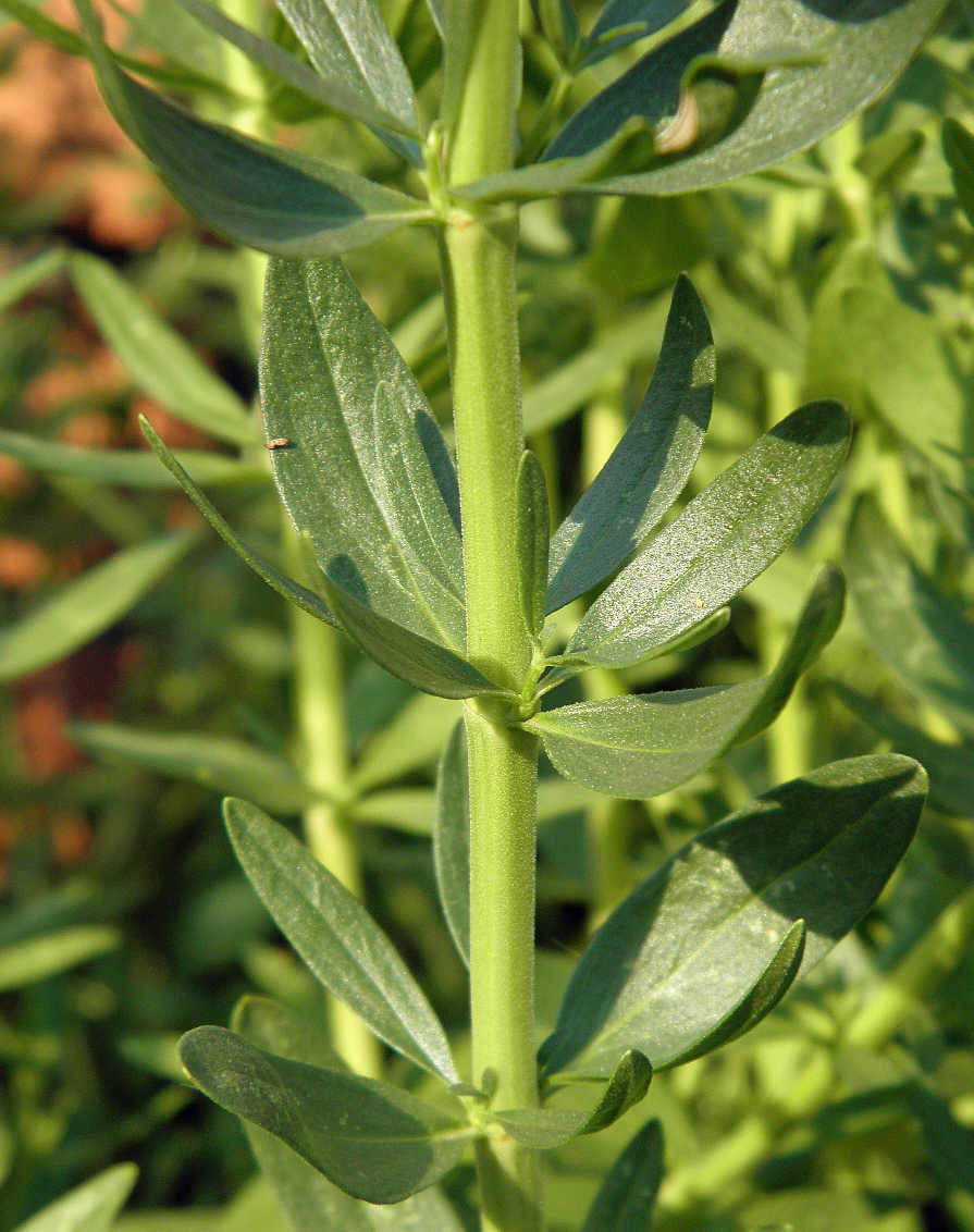 Image of Hyssopus officinalis specimen.