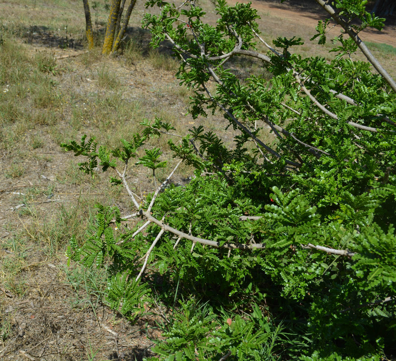 Image of Schotia afra specimen.