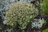 Cladonia gracilis ssp. turbinata