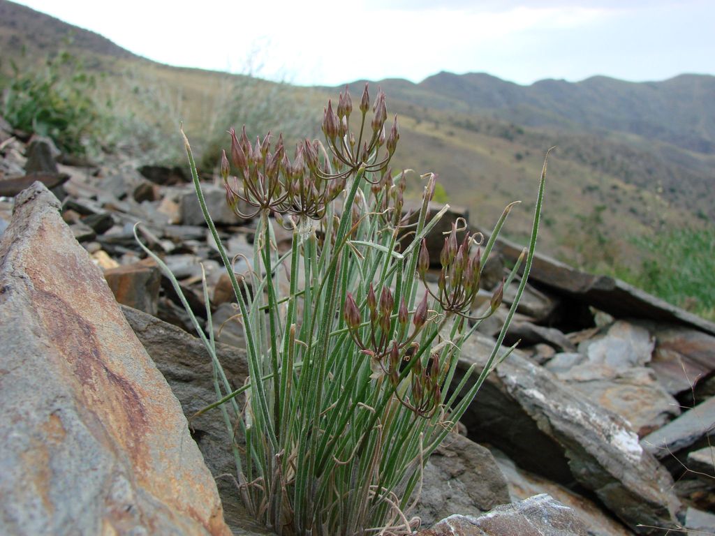 Image of Allium gusaricum specimen.