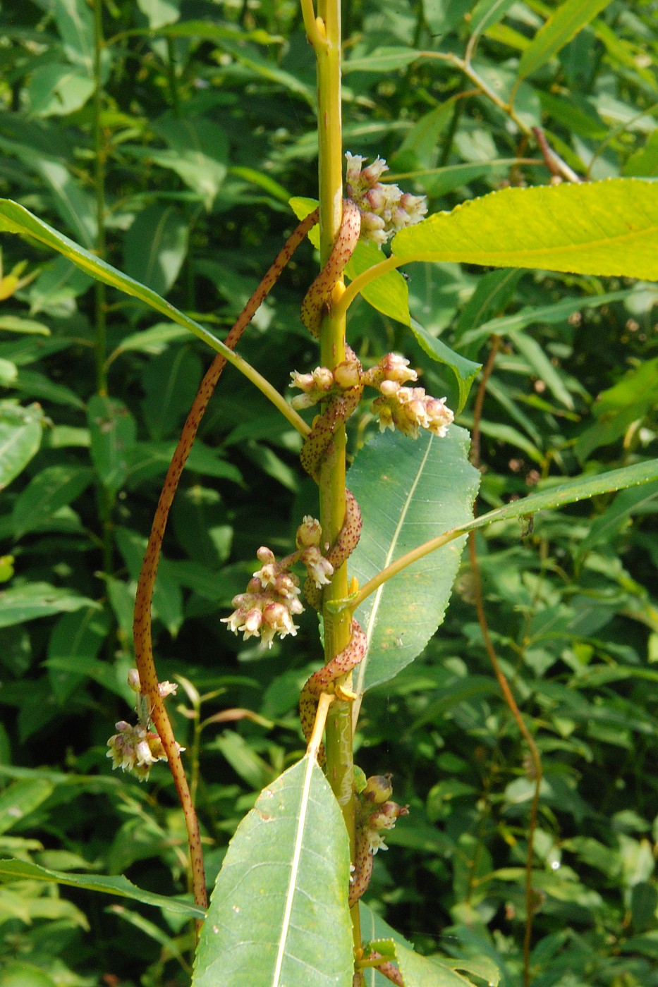 Изображение особи Cuscuta lupuliformis.