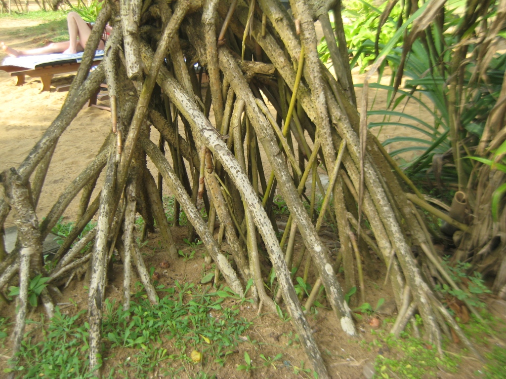 Image of Pandanus tectorius specimen.