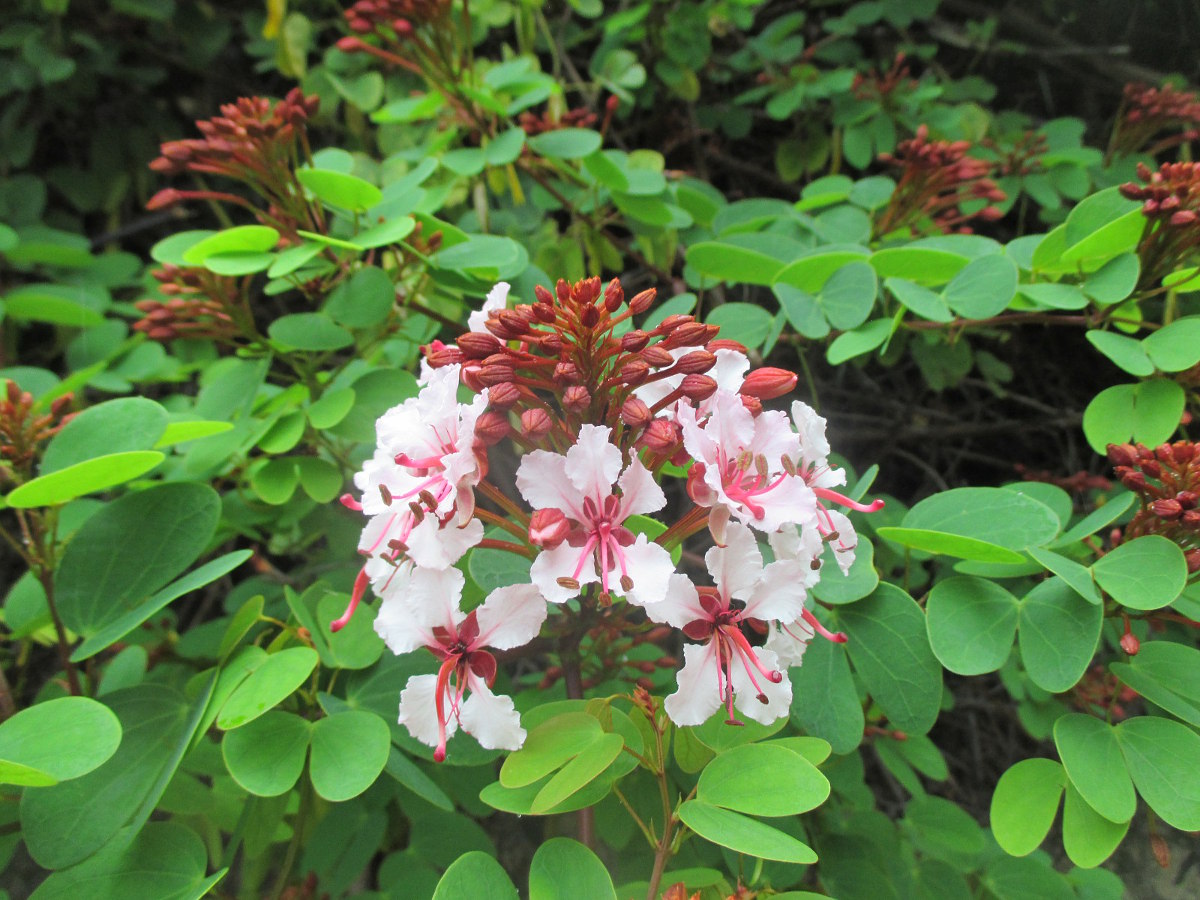 Image of Bauhinia corymbosa specimen.