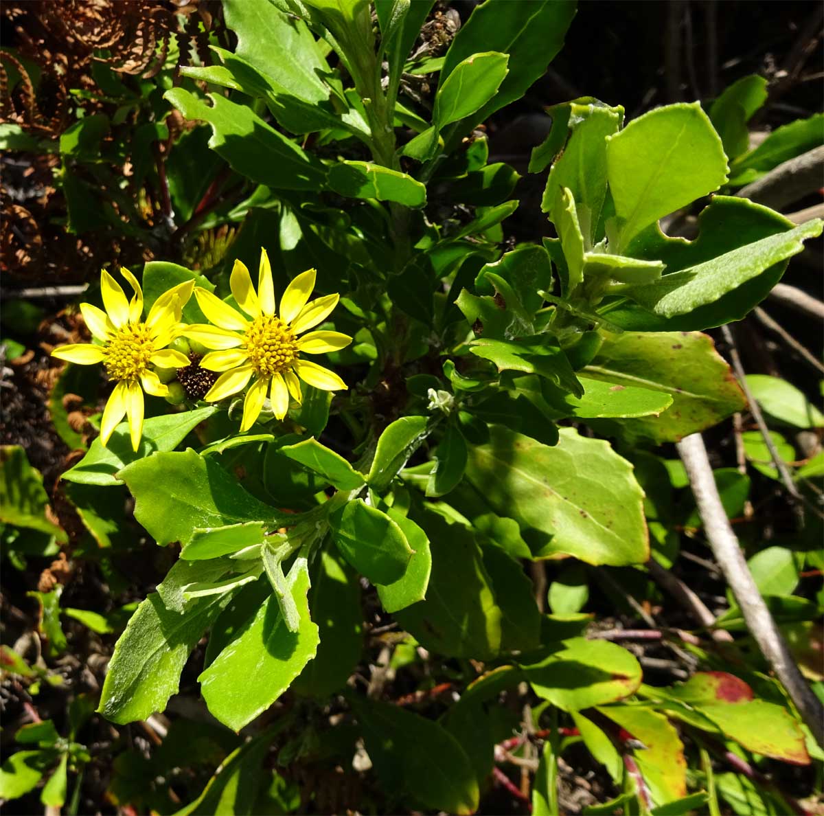 Изображение особи Chrysanthemoides monilifera.