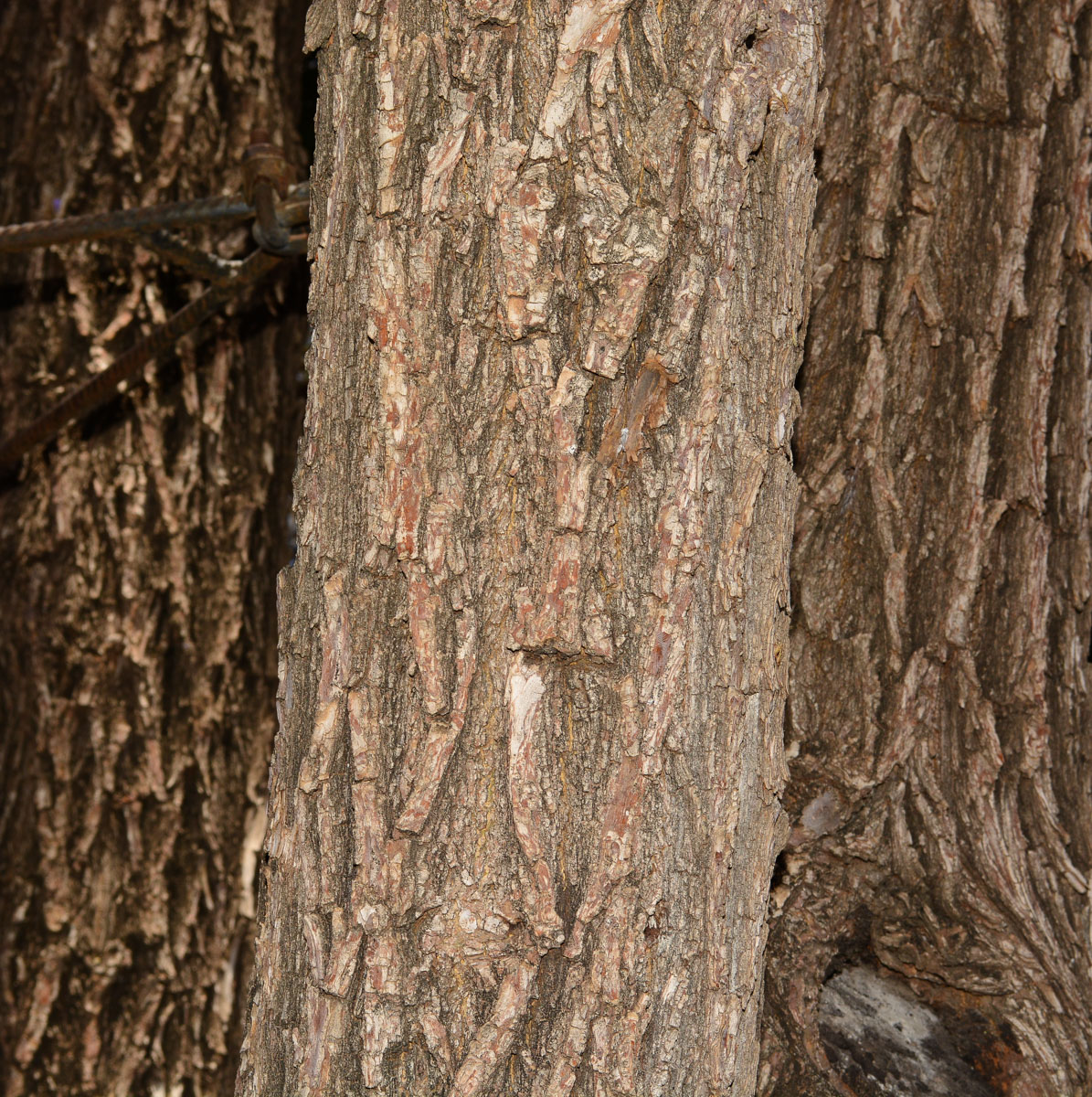 Image of Bolusanthus speciosus specimen.