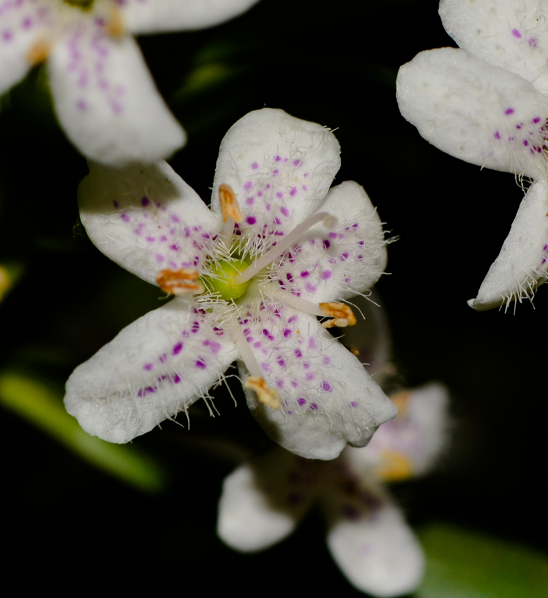 Image of Myoporum parvifolium specimen.