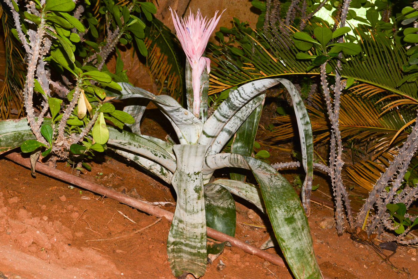 Image of Aechmea fasciata specimen.