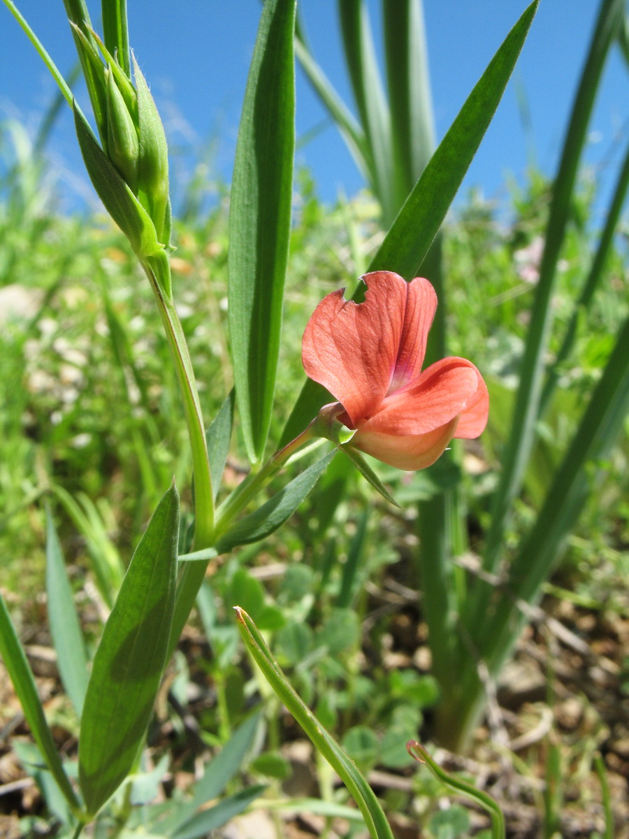 Image of Lathyrus cicera specimen.