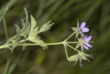 Erodium ciconium. Верхушка цветущего растения. Крым, Бахчисарайский р-н, пос. Куйбышево, берег р. Бельбек, опушка леса. 11.06.2017.