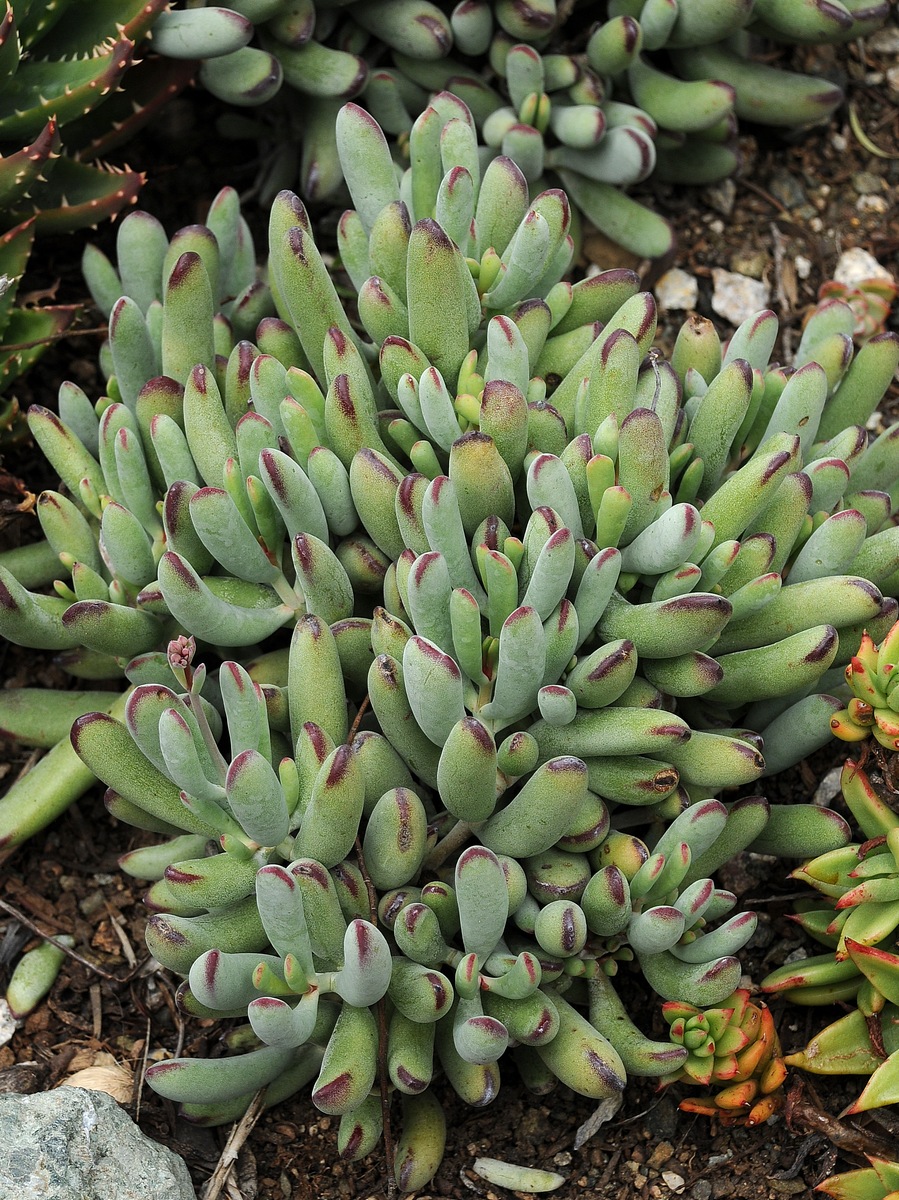 Image of Cotyledon orbiculata specimen.