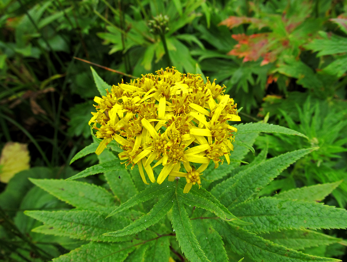 Image of Senecio cannabifolius specimen.