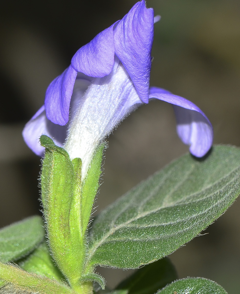 Image of Barleria obtusa specimen.