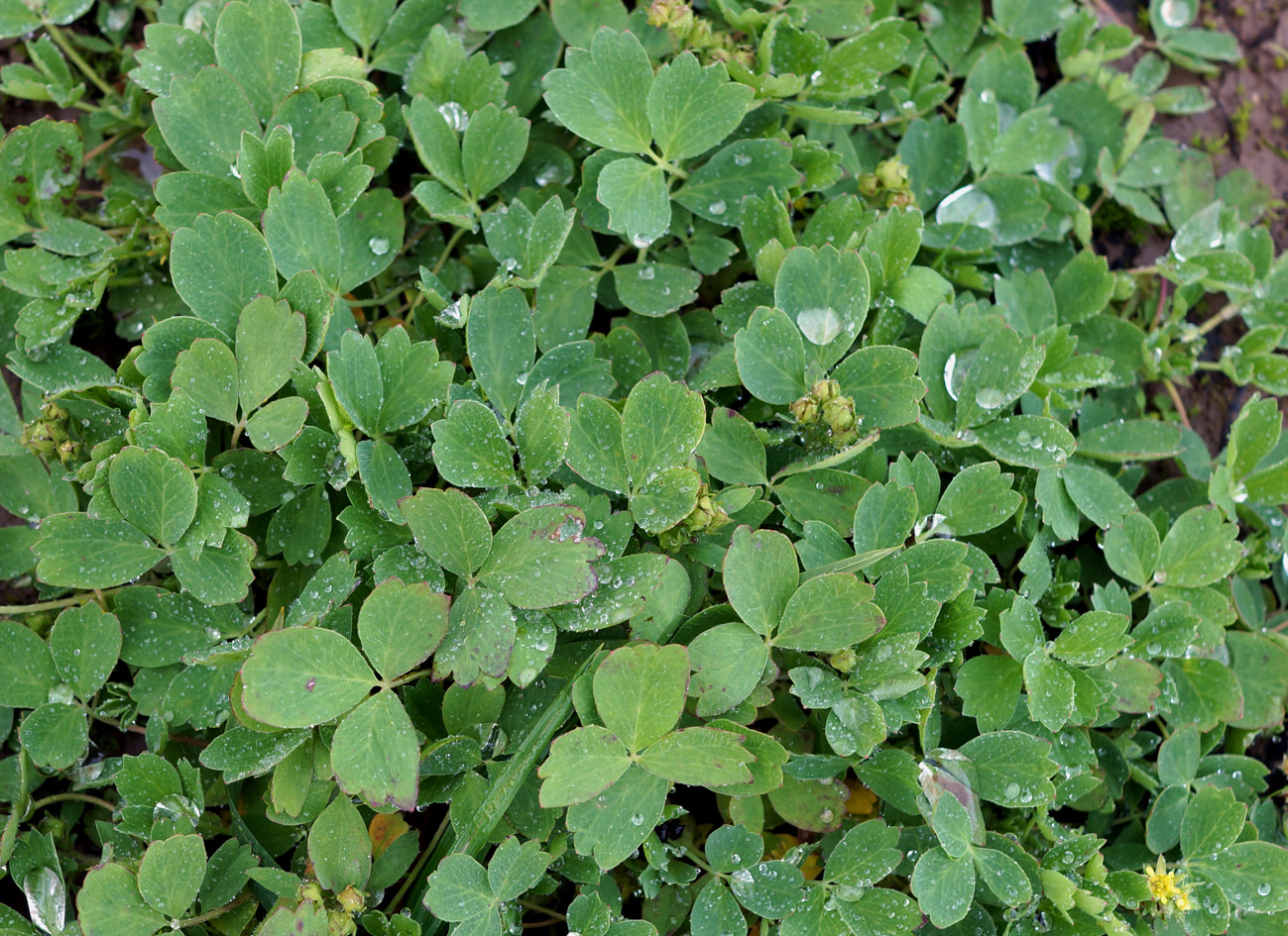 Изображение особи Sibbaldia procumbens.