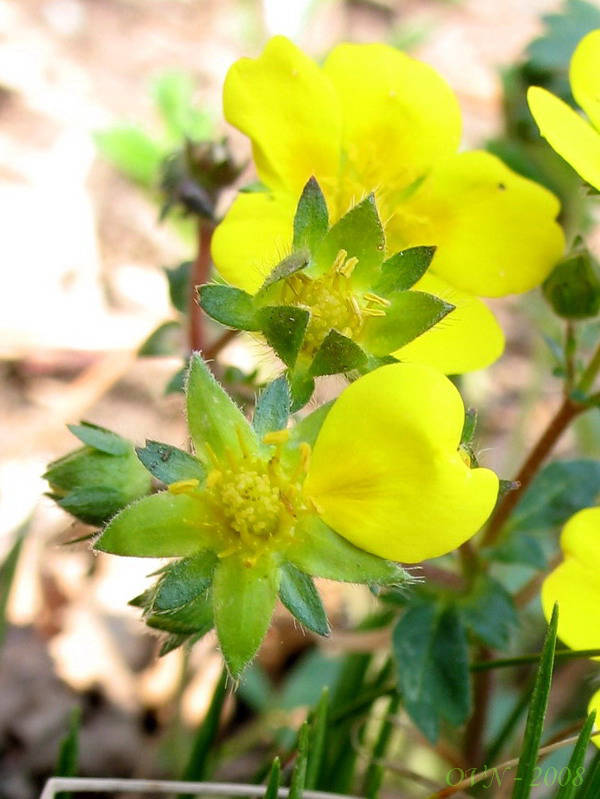 Image of Potentilla fragarioides specimen.