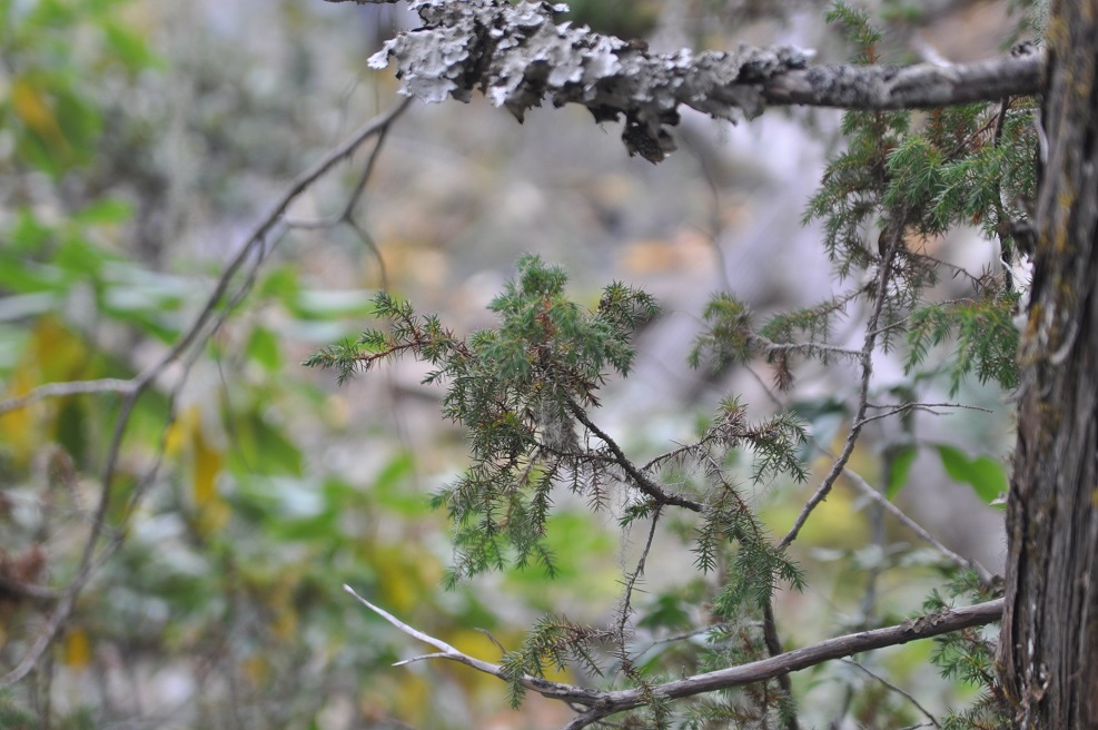 Image of Juniperus squamata specimen.