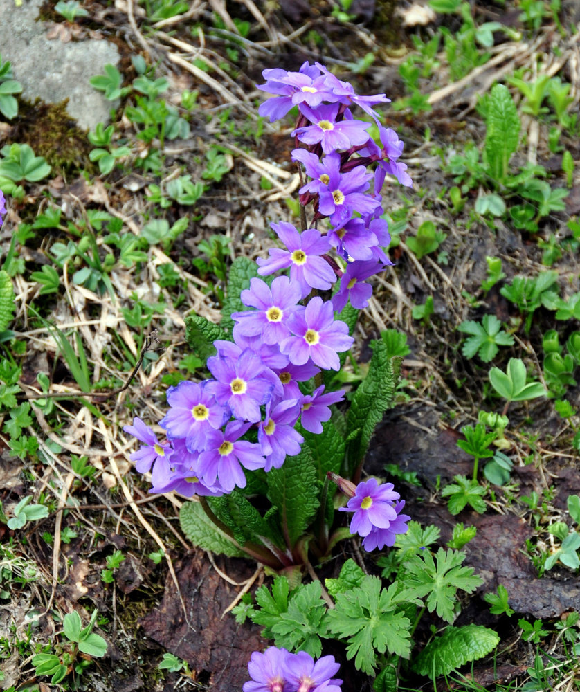 Image of Primula amoena specimen.