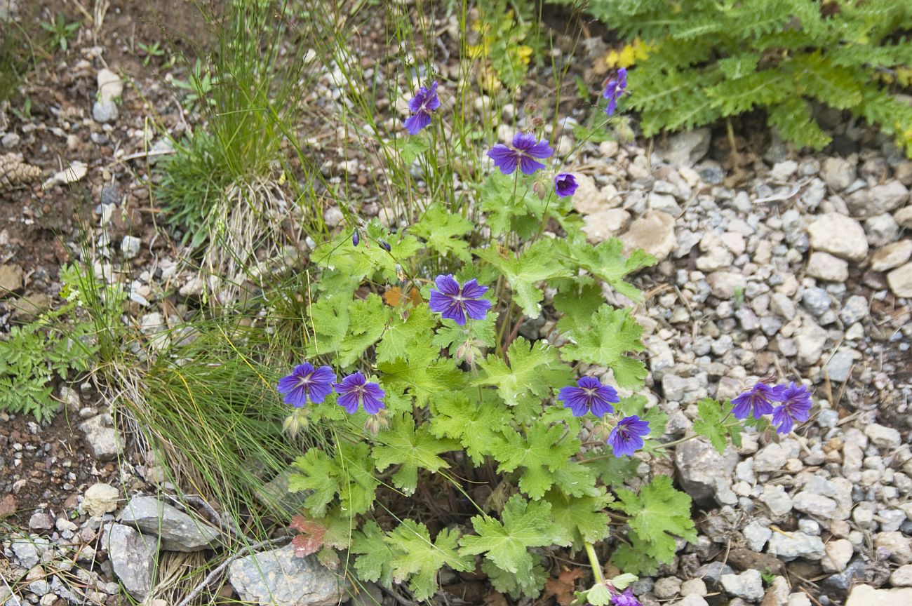 Image of Geranium ibericum specimen.