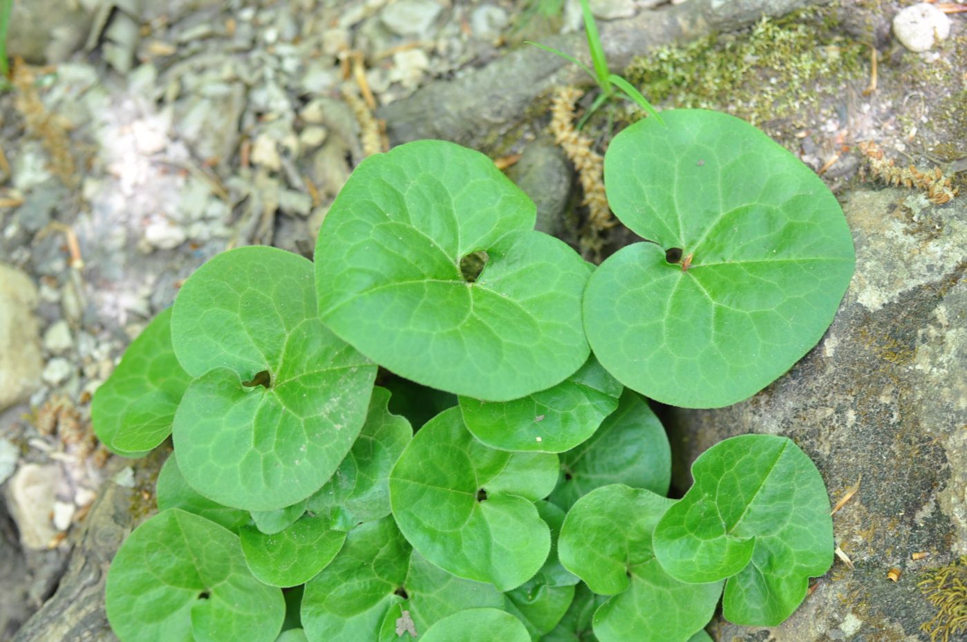 Image of Asarum intermedium specimen.