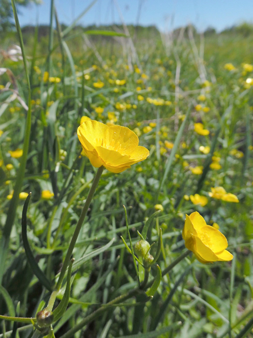 Изображение особи Ranunculus auricomus.