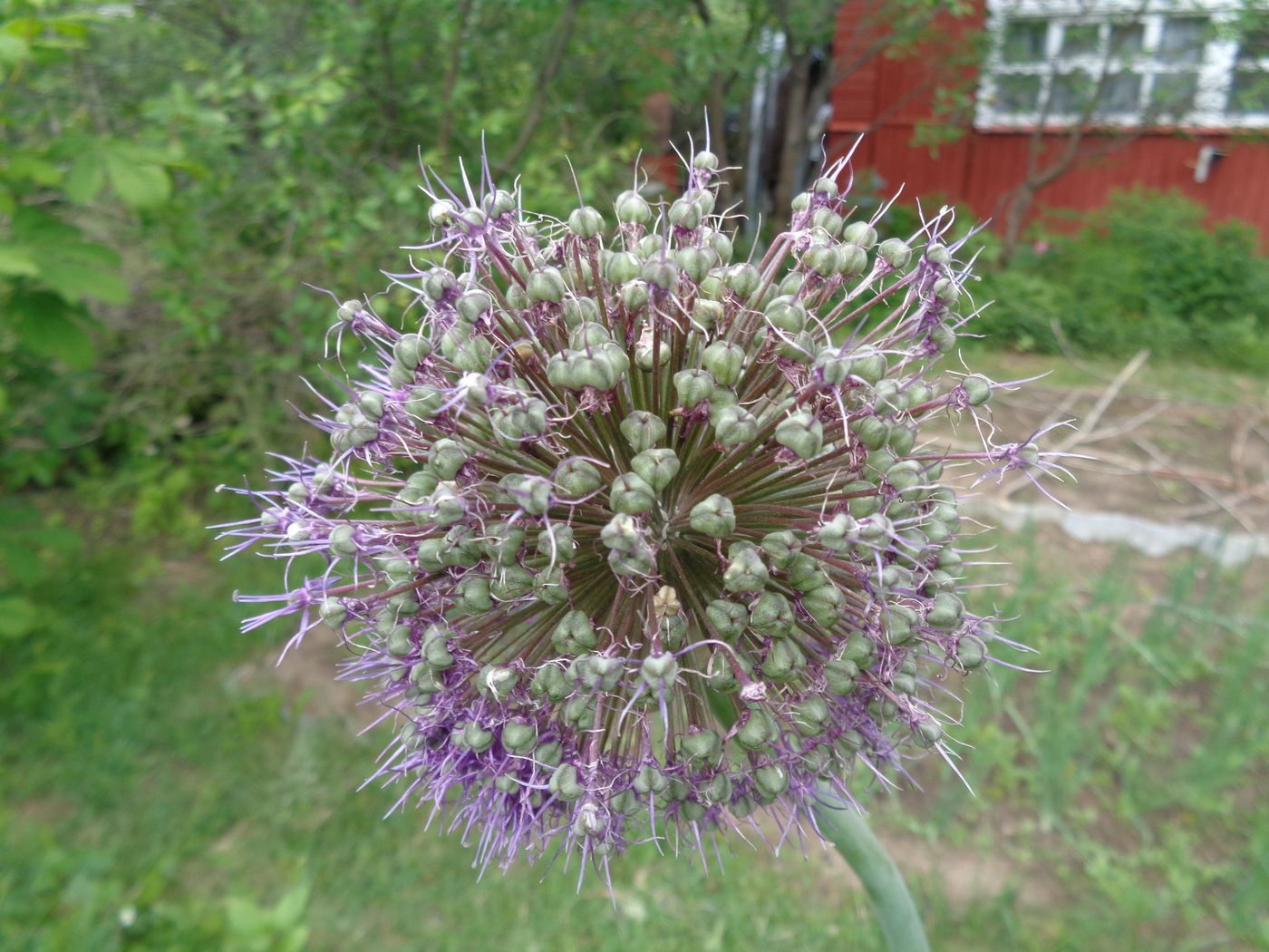 Image of Allium aflatunense specimen.